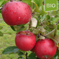 Bio-Apfel der Sorte Topaz