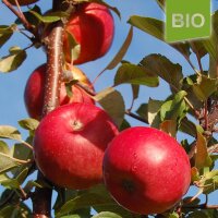 Bio-Apfel der Sorte Topaz