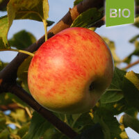 Bio-Äpfel Dicker vom Hunsrück 6kg