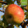 Bio-Äpfel Dicker vom Hunsrück 6kg
