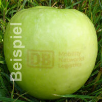 2 grüne Logo-Äpfel Laser in 2er Apple Present Box verpackt