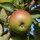 Schwarzwälder Renette Bio-Äpfel 5kg