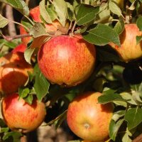 Bio Cox Orange Äpfel - coole Minis 5kg