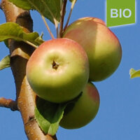 Bio-Apfel Apfel Champagnerrenette|truncate:60