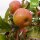Bio-Äpfel Wohlschmecker aus Vierlanden 5kg