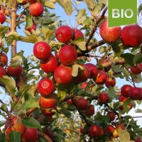 Purpurroter Cousinot Bio-Apfel 4kg|truncate:60