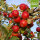 Purpurroter Cousinot Bio-Apfel 4kg