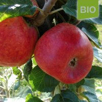 Bio-Alkmene Äpfel 6kg