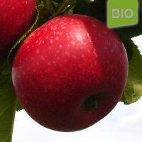 Bio-Apfel Schöner aus Bath|truncate:60