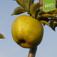 Bio-Apfel Kanadarenette|truncate:60