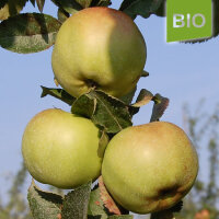 Bio-Apfel Kanadarenette
