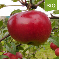 Retina Bio-Äpfel 5kg