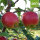 Retina Bio-Äpfel 5kg