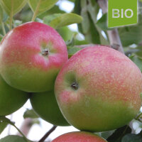 Bio-Apfel Pommerscher Krummstiel|truncate:60