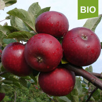 Bio-Äpfel Ingrid Marie 5kg