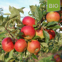 Bio-Äpfel Ingrid Marie 5kg