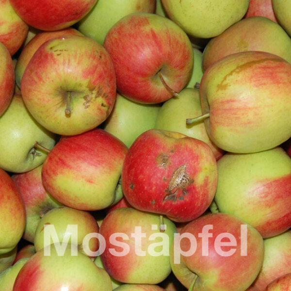Mostäpfel, 13kg Bio-Delbarestivale-Saftäpfel