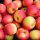 Apfel-Probierpaket - Süße Apfelsorten 5kg