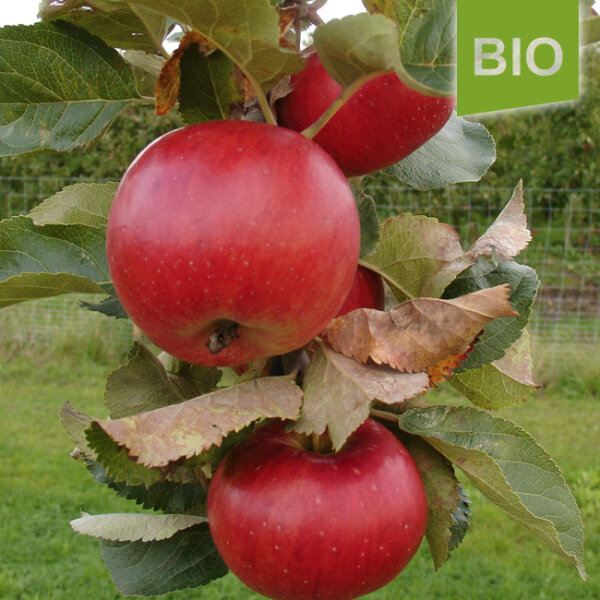 Bio-Apfel Juwel aus Kirchwerder