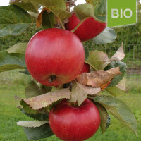 Bio-Apfel Juwel aus Kirchwerder|truncate:60