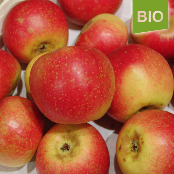 Bio-Apfel Goldrenette von Blenheim
