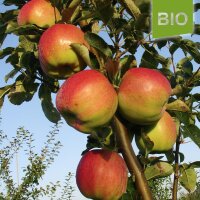 Herma Bio-Äpfel 5kg|truncate:60