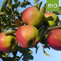 Herma Bio-Äpfel 5kg