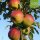 Herma Bio-Äpfel 5kg
