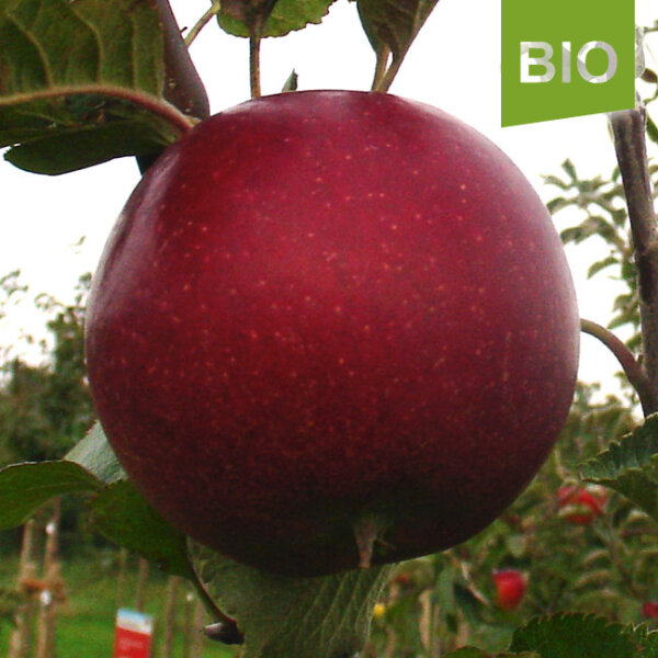 Bio-Apfel Reitenbacher