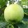 Bio-Apfel der Sorte Nicogreen