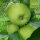Bio-Apfel der Sorte Nicogreen
