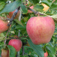 Bio-Apfel Rubens/Civni