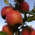 Bio-Apfel Rubens/Civni
