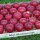 30 rote LOGO-Äpfel in Obstkiste dekorativ verpackt