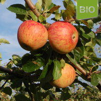 Bio-Apollo Apfel 5kg