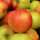 Collina Bio-Äpfel 4,5kg