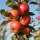 Apfelbaum-Patenschaft BIO / Red Topaz / 2024 / Premium 20kg