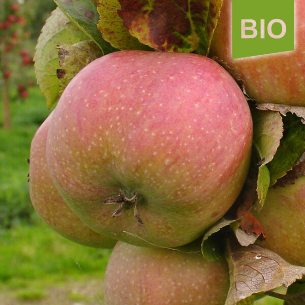 Bio-Apfel Johannes Böttner
