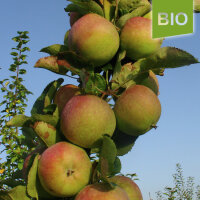 Bio-Apfel Johannes Böttner