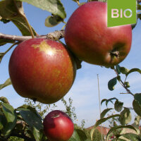 Bio-Apfel Öhringer Blutstreifling
