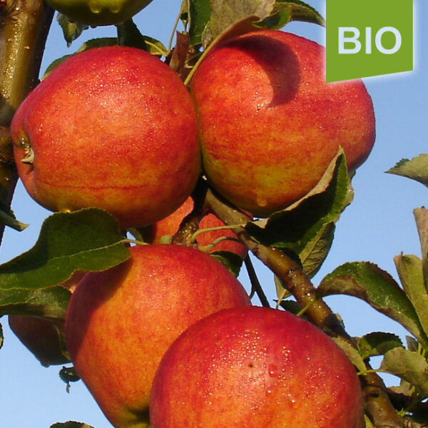 Bio-Apfel Clivia