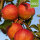 Bio-Apfel Clivia