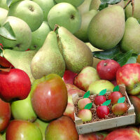 Apfel-Birnen-Probierkiste mit 6 Früchte
