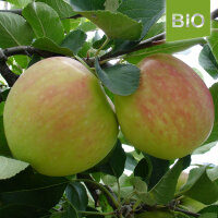 Bio-Apfel der Sorte James Grieve|truncate:60