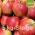 Bio-Äpfel 5kg-Steige / Elstar