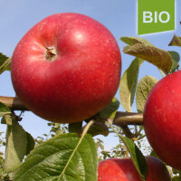 Bio-Apfel Französische Goldrenette|truncate:60