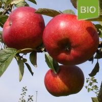 Bio-Apfel Französische Goldrenette