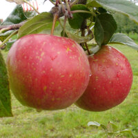 Relinda Bio-Äpfel 5kg