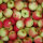 Relinda Bio-Äpfel 5kg