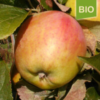 Bio-Apfel Zuccalmagliorenette|truncate:60